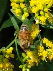 Apis mellifera