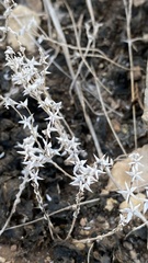 Sedum pulchellum