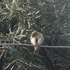 Acrocephalus dumetorum