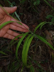 Brachypodium sylvaticum