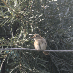 Acrocephalus dumetorum