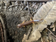 Ensatina eschscholtzii
