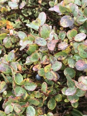 Vaccinium uliginosum