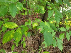 Sambucus nigra