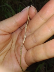 Brachypodium sylvaticum