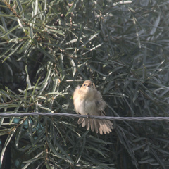 Acrocephalus dumetorum