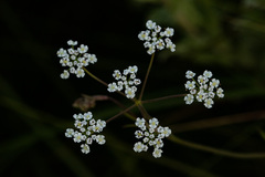 Pimpinella
