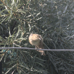 Acrocephalus dumetorum