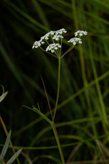 Pimpinella