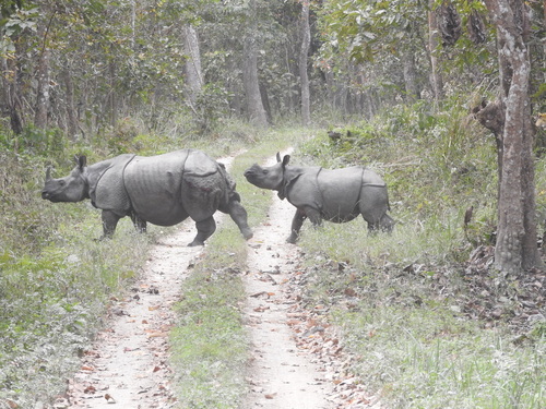 Indian Rhinoceros, photo 8 of 10