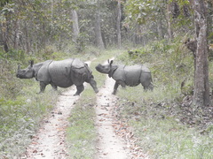 Rhinoceros unicornis