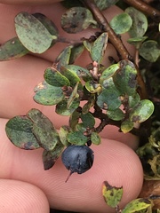 Vaccinium uliginosum