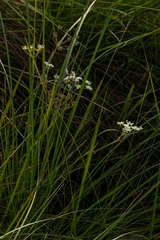 Pimpinella