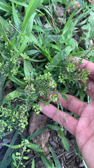 Brassicaceae
