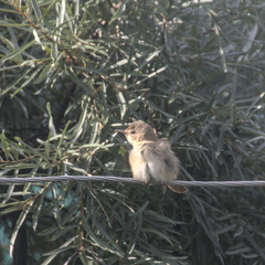 Acrocephalus dumetorum