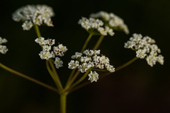 Pimpinella