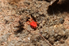 Trombidioidea