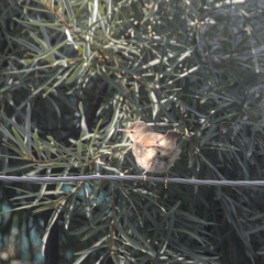 Acrocephalus dumetorum