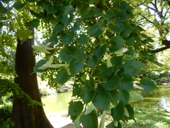 Tilia mongolica