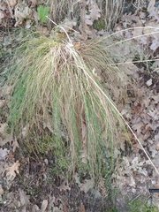 Festuca elegans