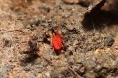 Trombidioidea