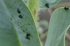 Aphis gossypii