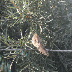 Acrocephalus dumetorum