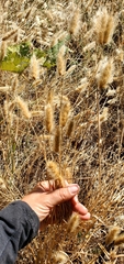 Polypogon monspeliensis