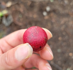 Amphibolips quercusjuglans