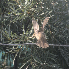 Acrocephalus dumetorum