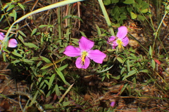 Rhexia mariana mariana