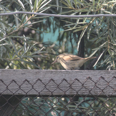 Acrocephalus dumetorum