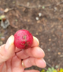 Amphibolips quercusjuglans