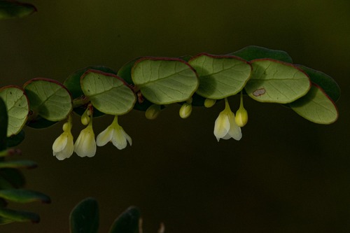 Moeroris hutchinsoniana image