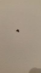 Clogmia albipunctata