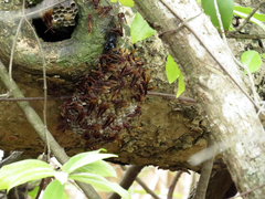 Polistes franciscanus