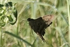 Eudamini
