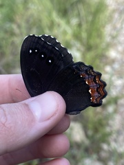 Gyrocheilus patrobas