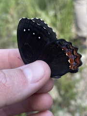 Gyrocheilus patrobas