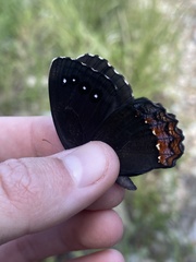 Gyrocheilus patrobas