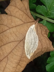 Morphomima fulvitacta