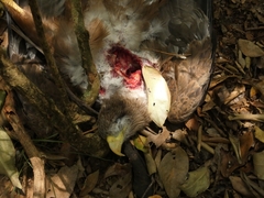 Milvus migrans aegyptius