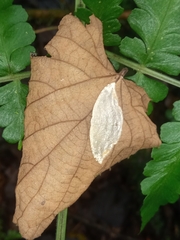 Morphomima fulvitacta