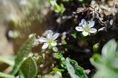 Arenaria ciliata multicaulis