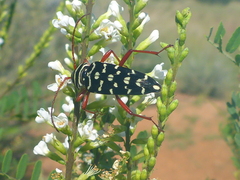 Placosternus erythropus
