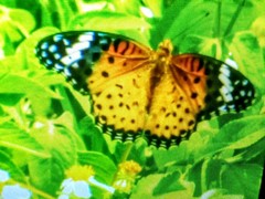 Argynnis hyperbius hyperbius