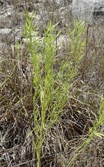 Baccharis neglecta