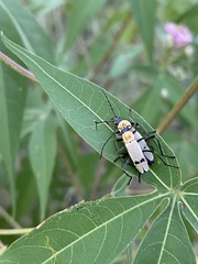 Chauliognathus misellus