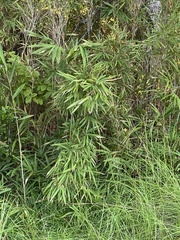 Arundinaria tecta