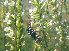Placosternus erythropus